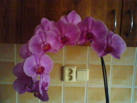 Phalenopsis