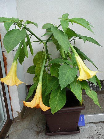 Datura